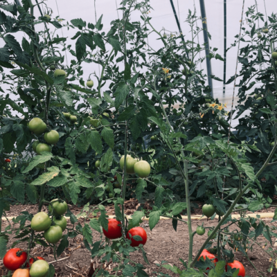 Schermata 2022-06-27 alle 19.31.53 2